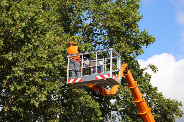 Best Tree Risk Assessment  in Piedmont, CA